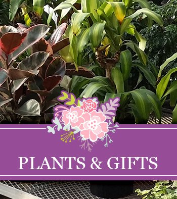 Plants and Gifts